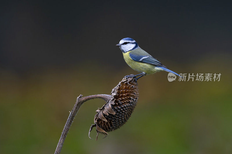 向日葵上的蓝雀(Parus caeruleus)